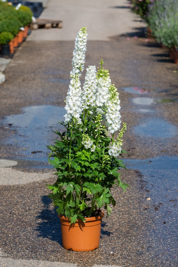 Delphinium Pacific 'Galahad'