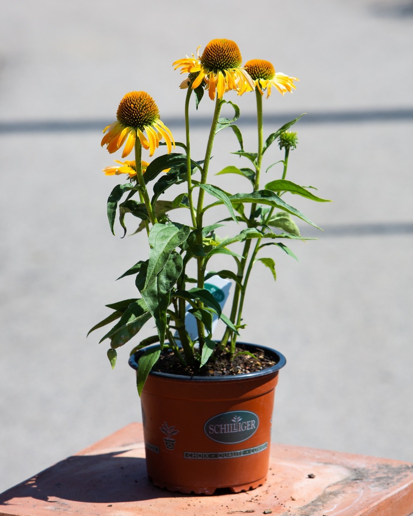 Echinacea 'Golden Skipper'
