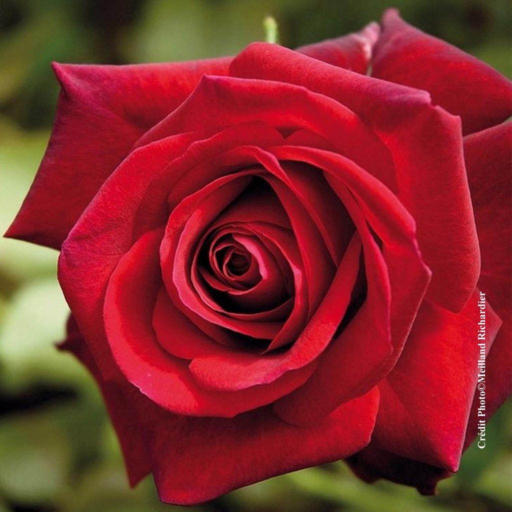 Rosier grimpant 'Edith Piaf'