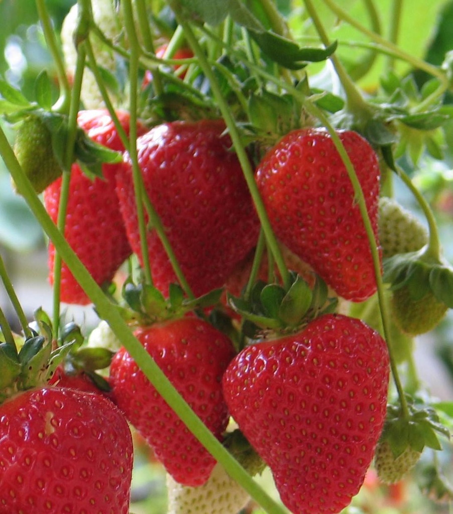 Fraisier 'Mariguette'