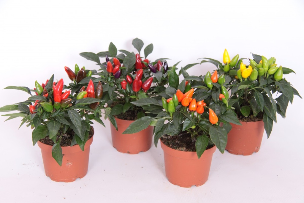 Capsicum annuum