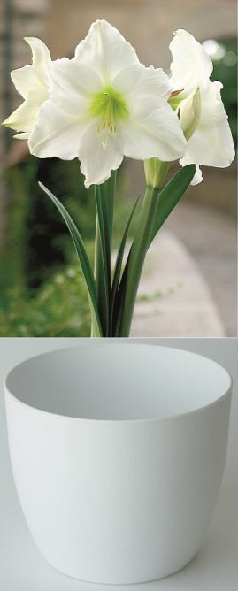 Amaryllis Gloria blanc pur