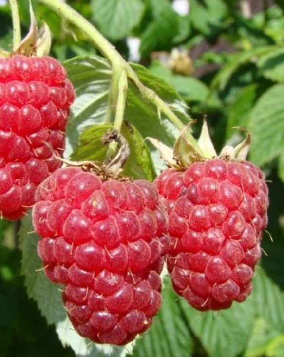 Framboisier 'Autumn Bliss'