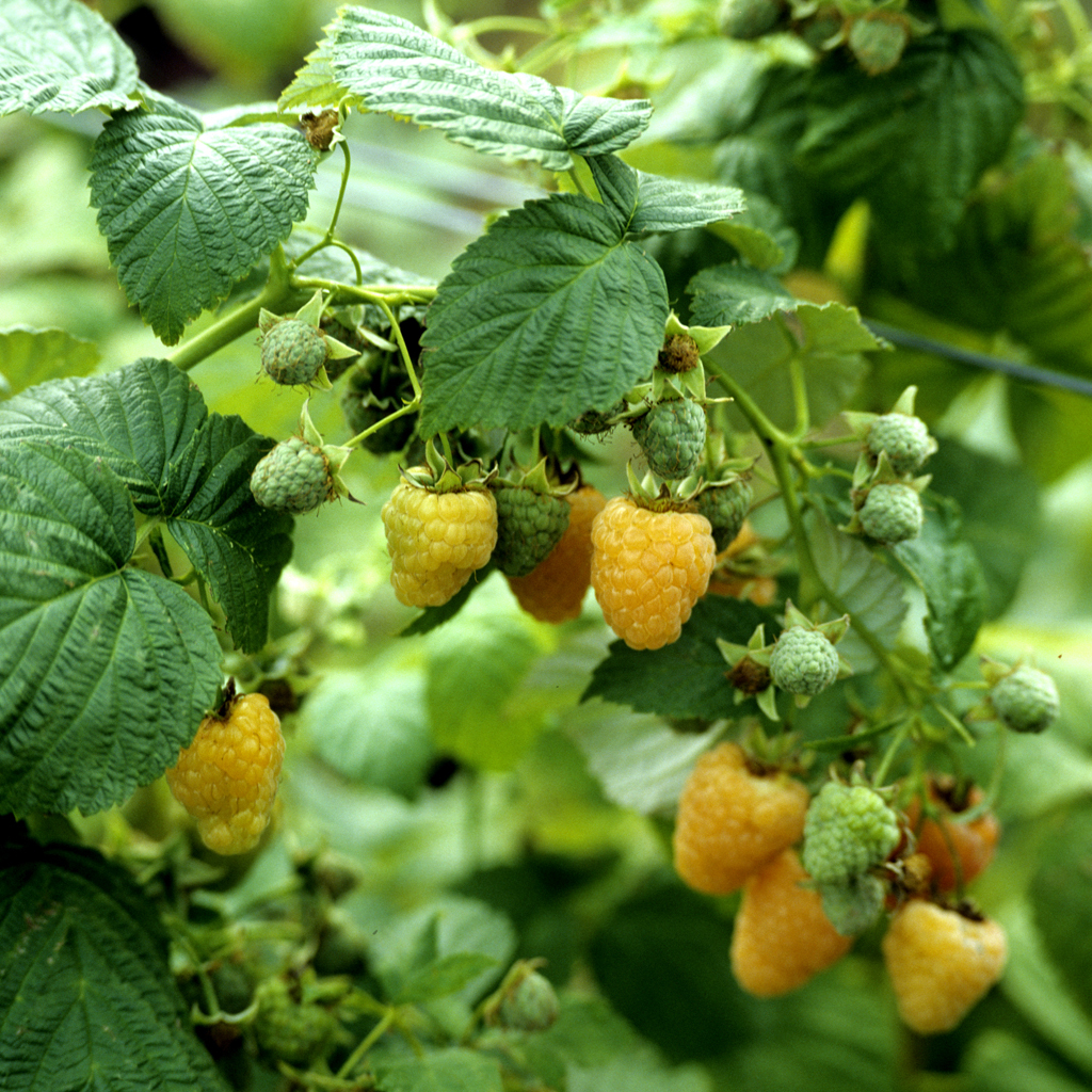 Framboisier 'Golden Bliss'