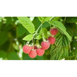 Framboisier 'Meeker'