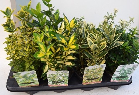 Euonymus