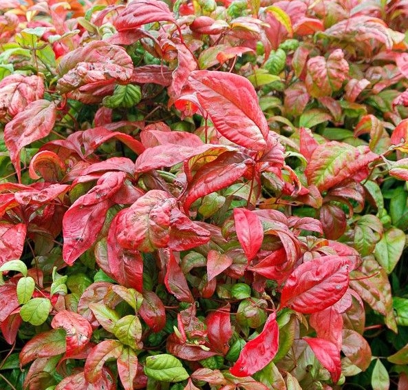 Nandina domestica 'Firepower''