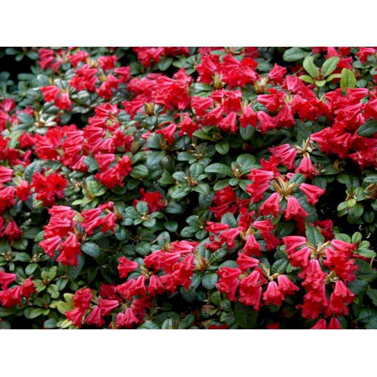 Rhododendron repens 'Scarlet Wonder'