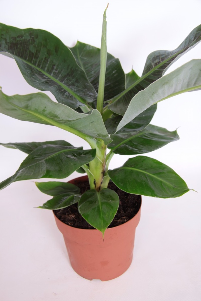 Musa tropicana