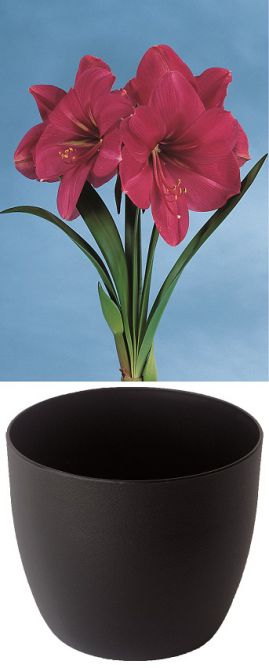 Amaryllis Gloria Rose