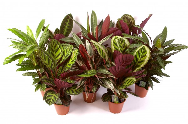 Calathea