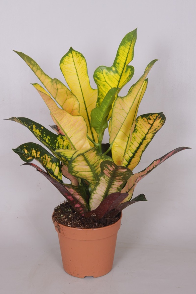 Codiaeum