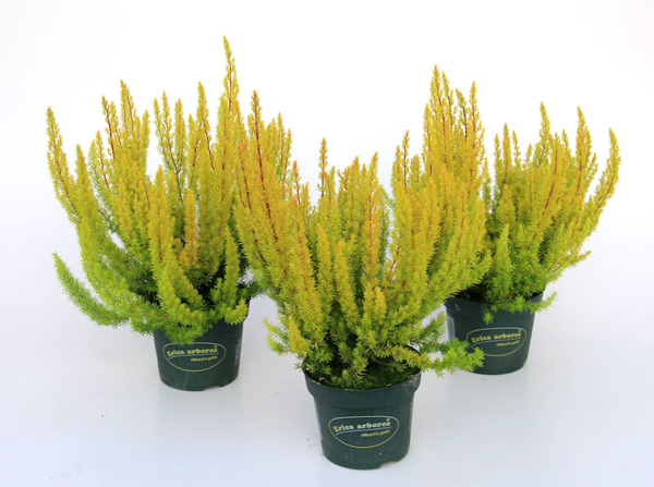 Erica arborea 'Albert's gold'
