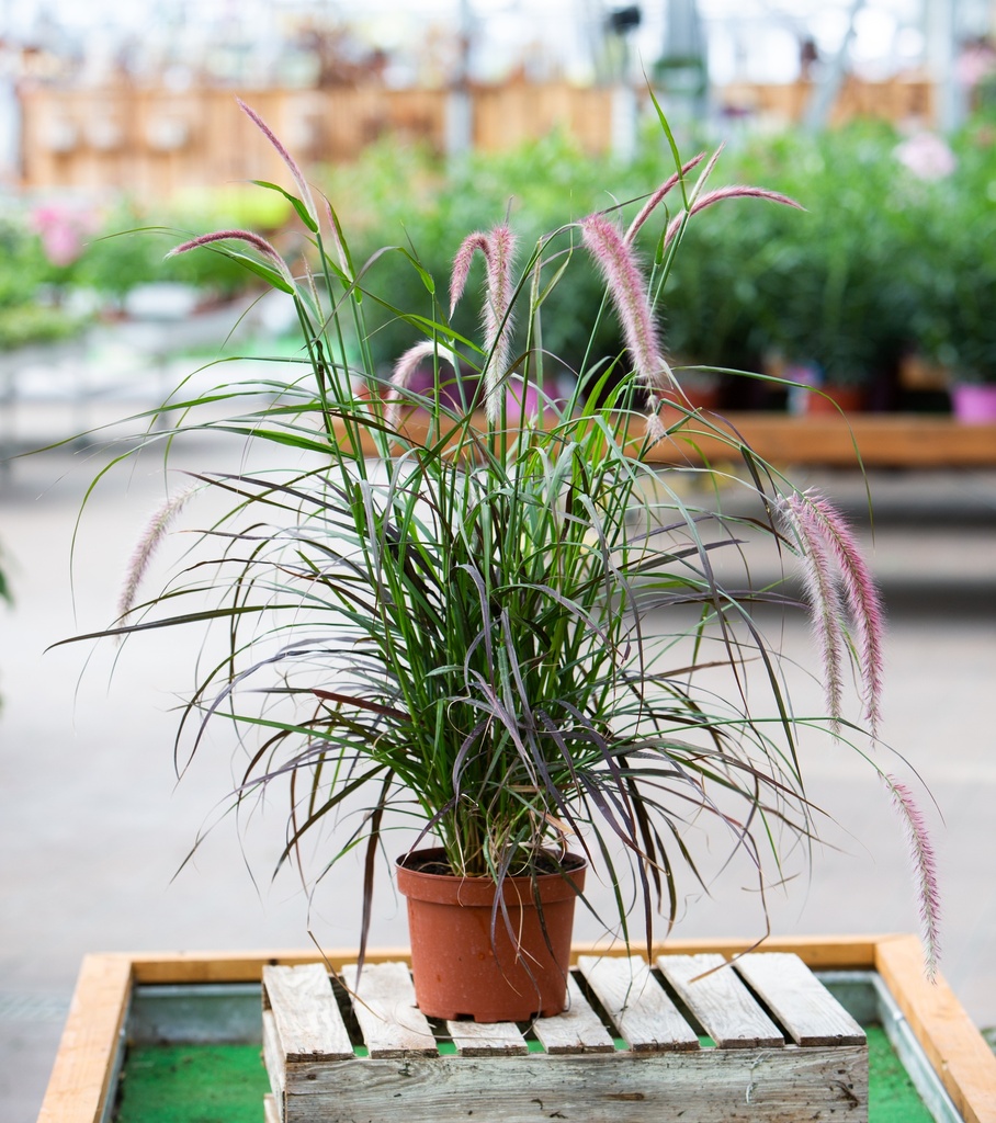 Pennisetum setaceum 'Rubrum'
