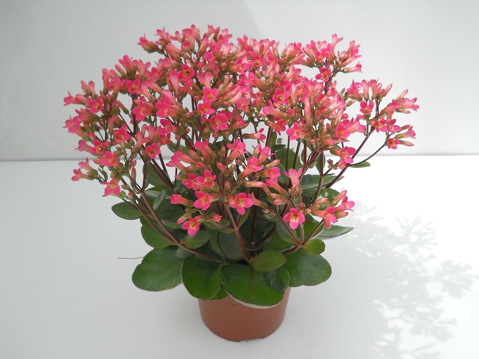Kalanchoe 'Tiki Bells Rose'