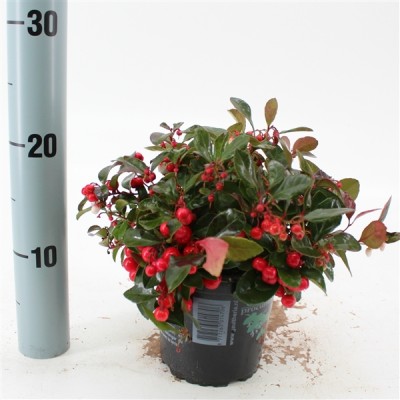 Gaultheria procumbens