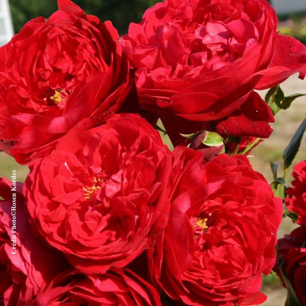 Rosier grimpant 'Florentina'