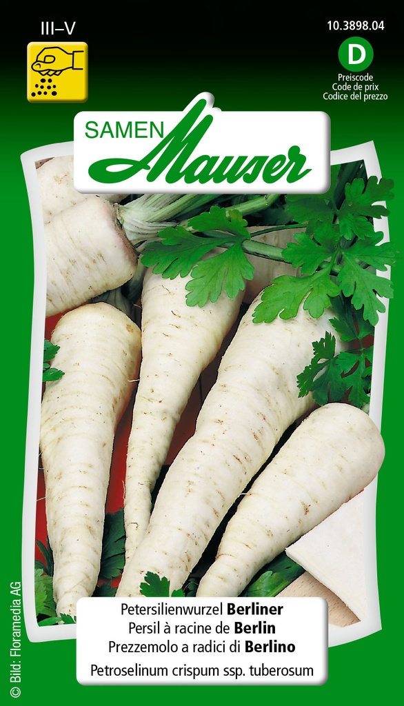 Persil à racine de Berlin