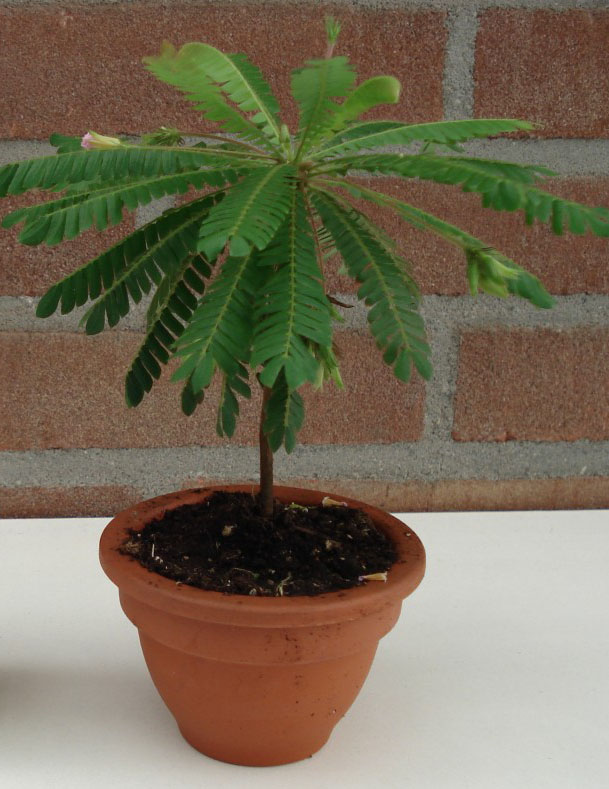 Biophytum sensitivum