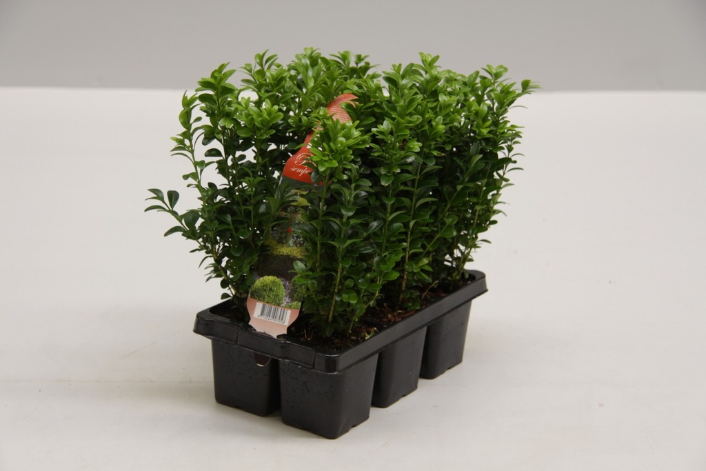 Buxus sempervirens - Lot de 6 pièces -