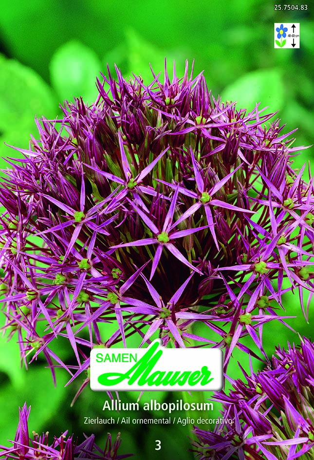 Allium albopilosum  3  (christophii) (14/)