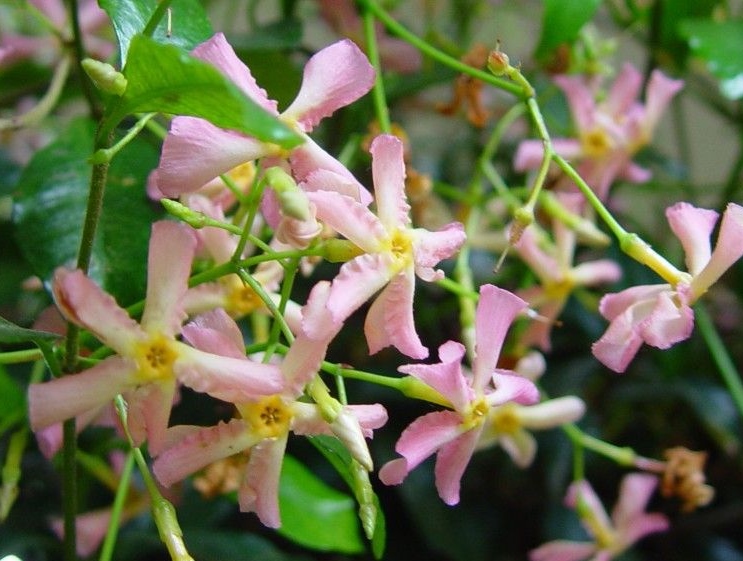 Trachelospermum jasminum 'Pink Showers'