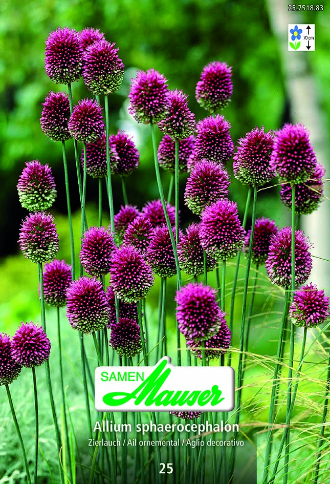 Allium sphaerocephalum 25 (5/)
