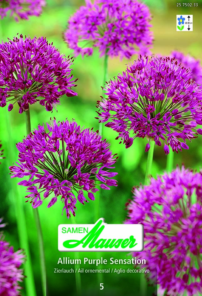 Allium aflatunense Purple Sensation 5
