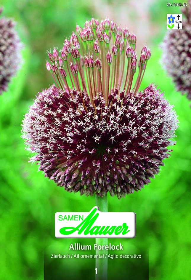 Allium Forelock  1 (14/)
