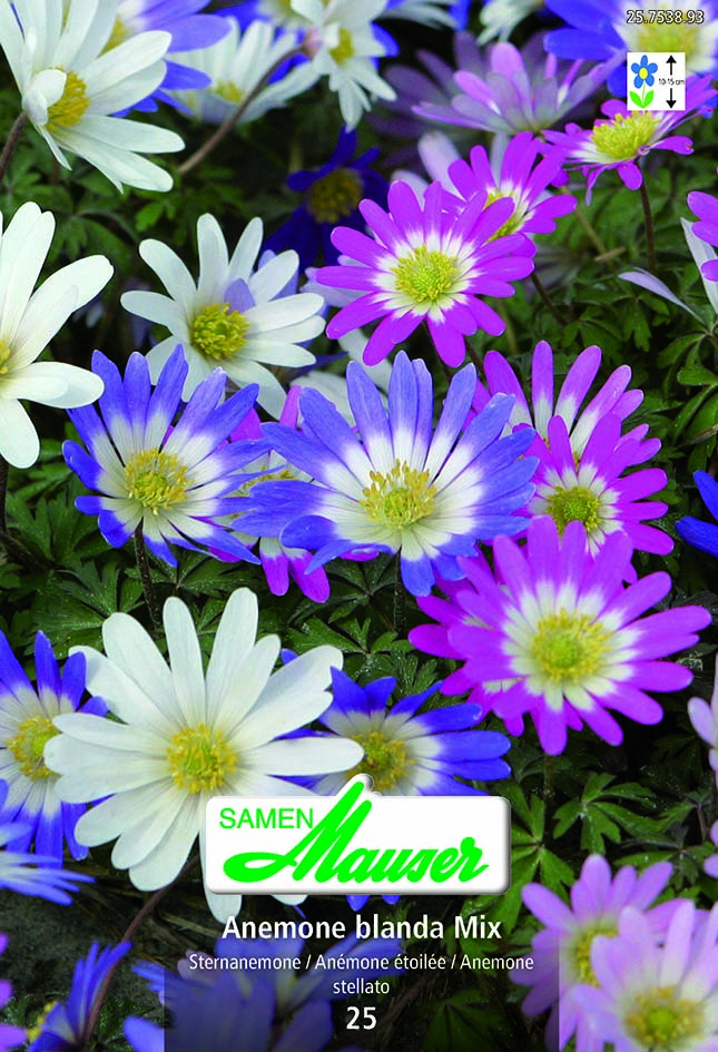 Anemonen blan Mischung 25