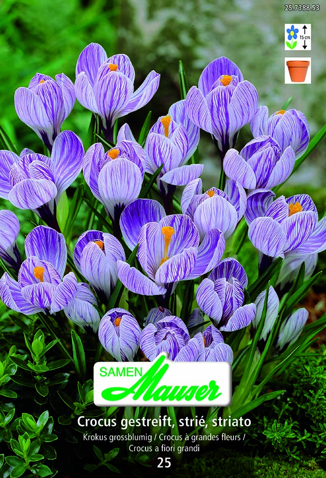 Crocus vert Striée  25