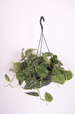 Scindapsus pictus