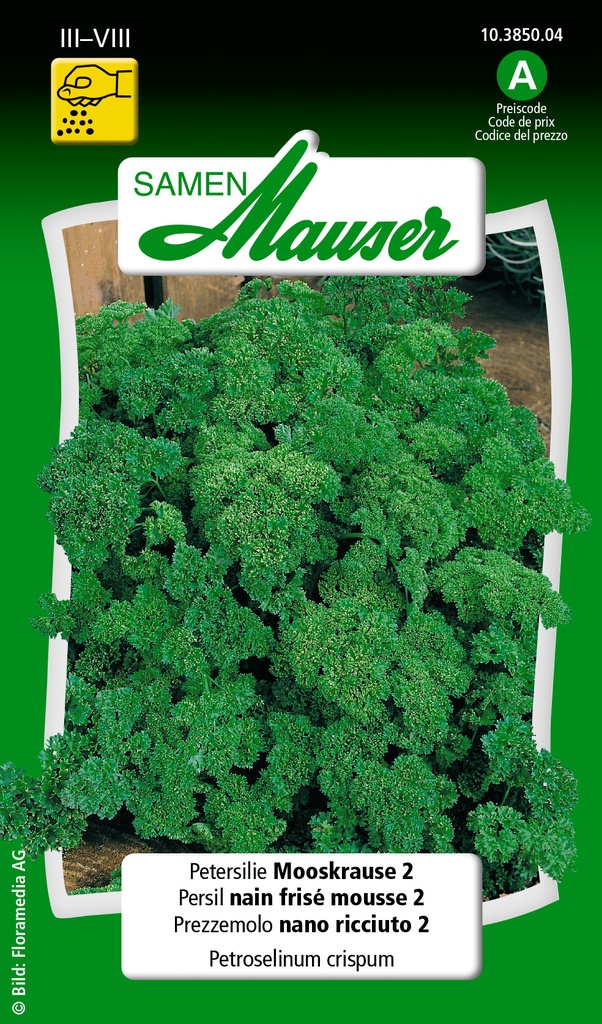 Persil frisé mousse