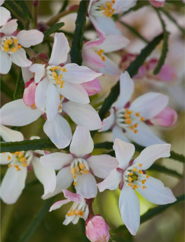 Choisya ternata 'Apple Blossom'