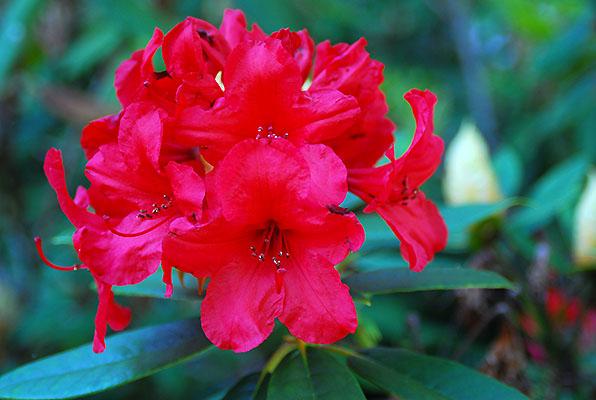 Rhododendron 'Vulcan'