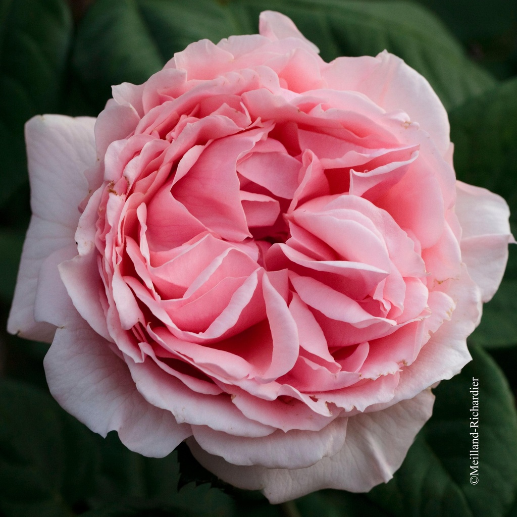 Rosier 'Maxima Romantica'