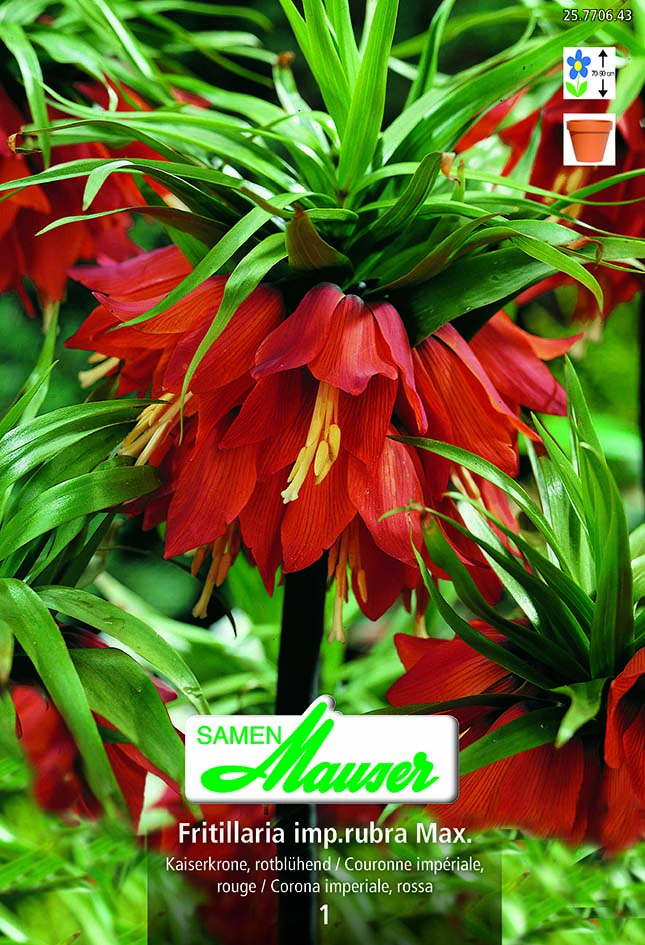 Fritillaria imp. rubra Maxima 1 (20/24)