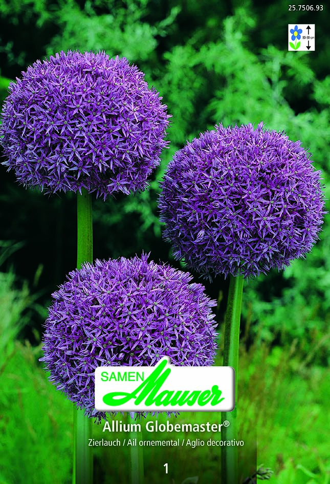 Allium giganteum Globemaster 1