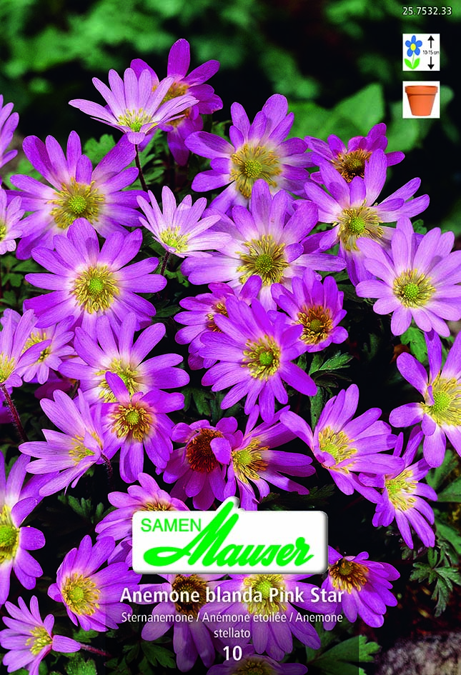 Anemones blan Pink Sta10