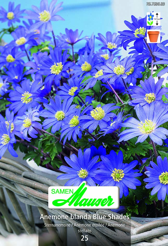 Anemones blan Bleu25