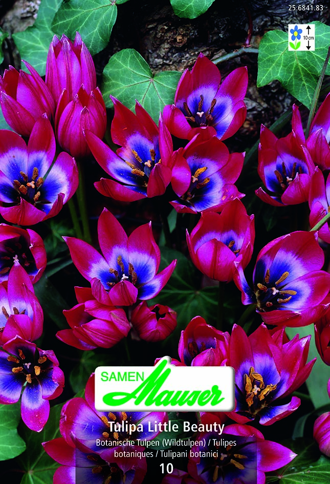 Tulipe TB Little Beauty 10