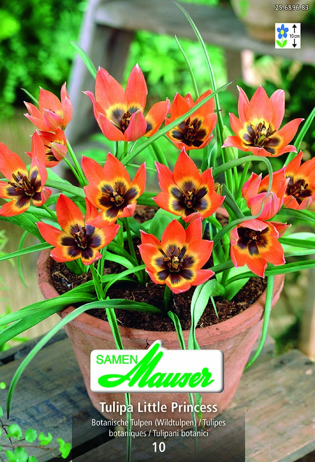 Tulipe botanique Little Princess 10