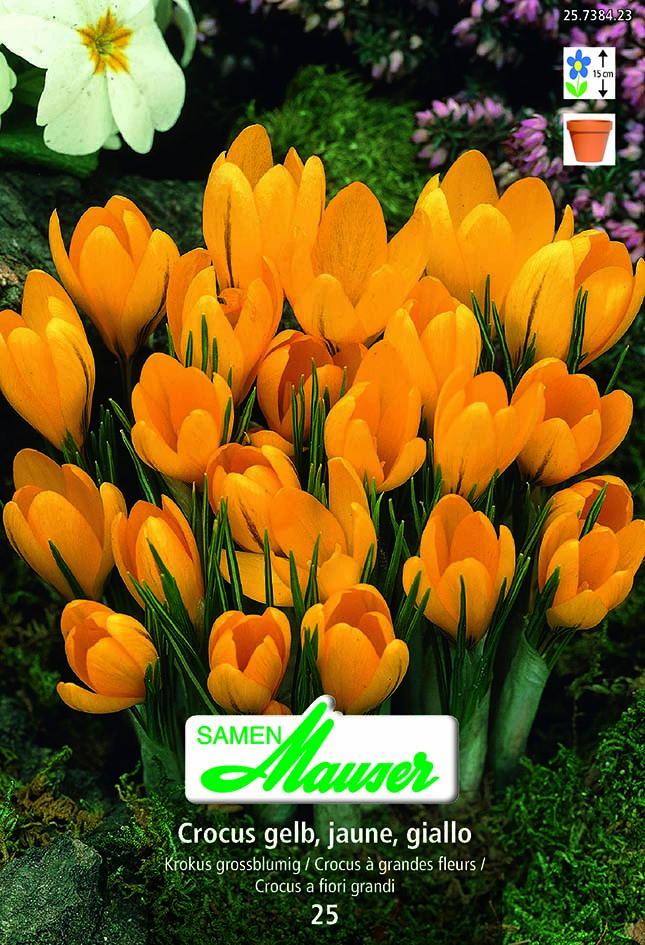 Crocus vert Jaune  25