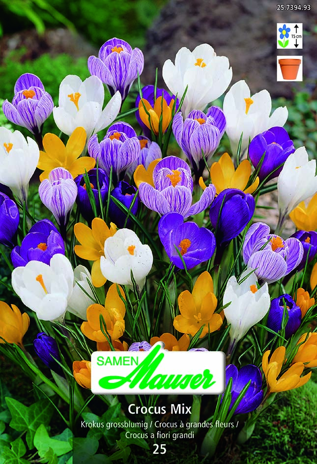 Crocus mélange  25