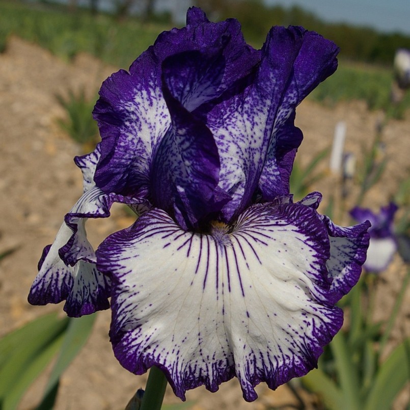 Iris germanica 'Art Deco'