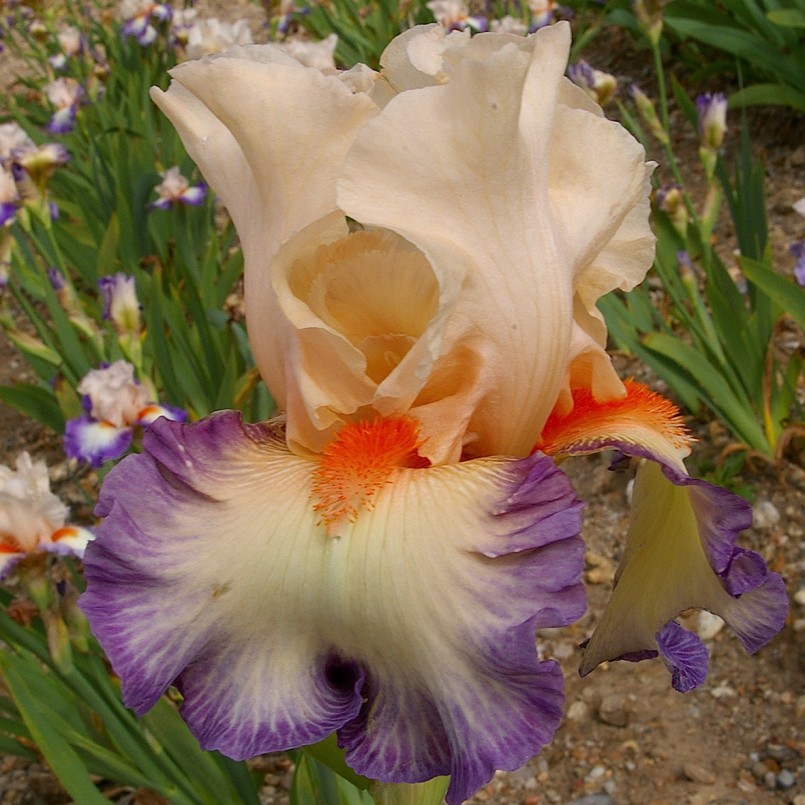 Iris germanica 'Folie Douce’