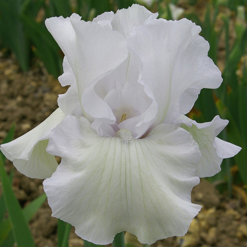 Iris germanica 'Got Milk’