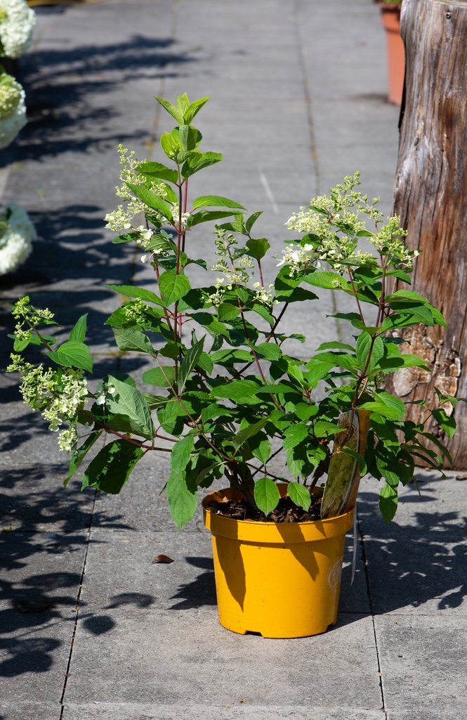 Hydrangea paniculata 'Candlelight'