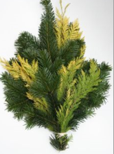 Bouquet de verdure mixte