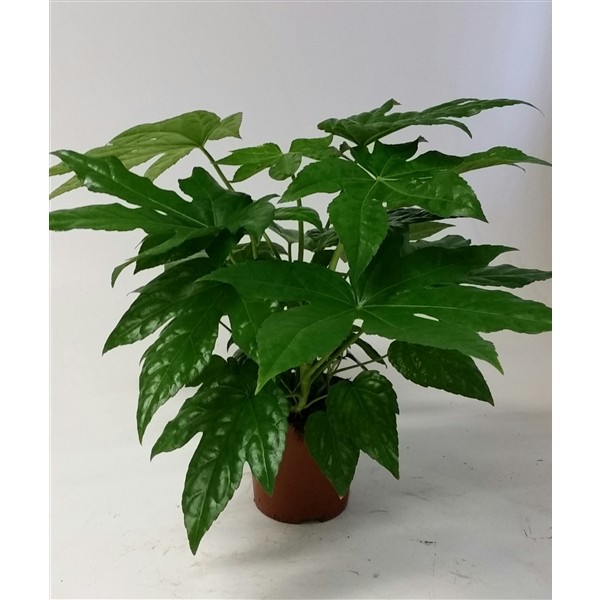Fatsia japonica